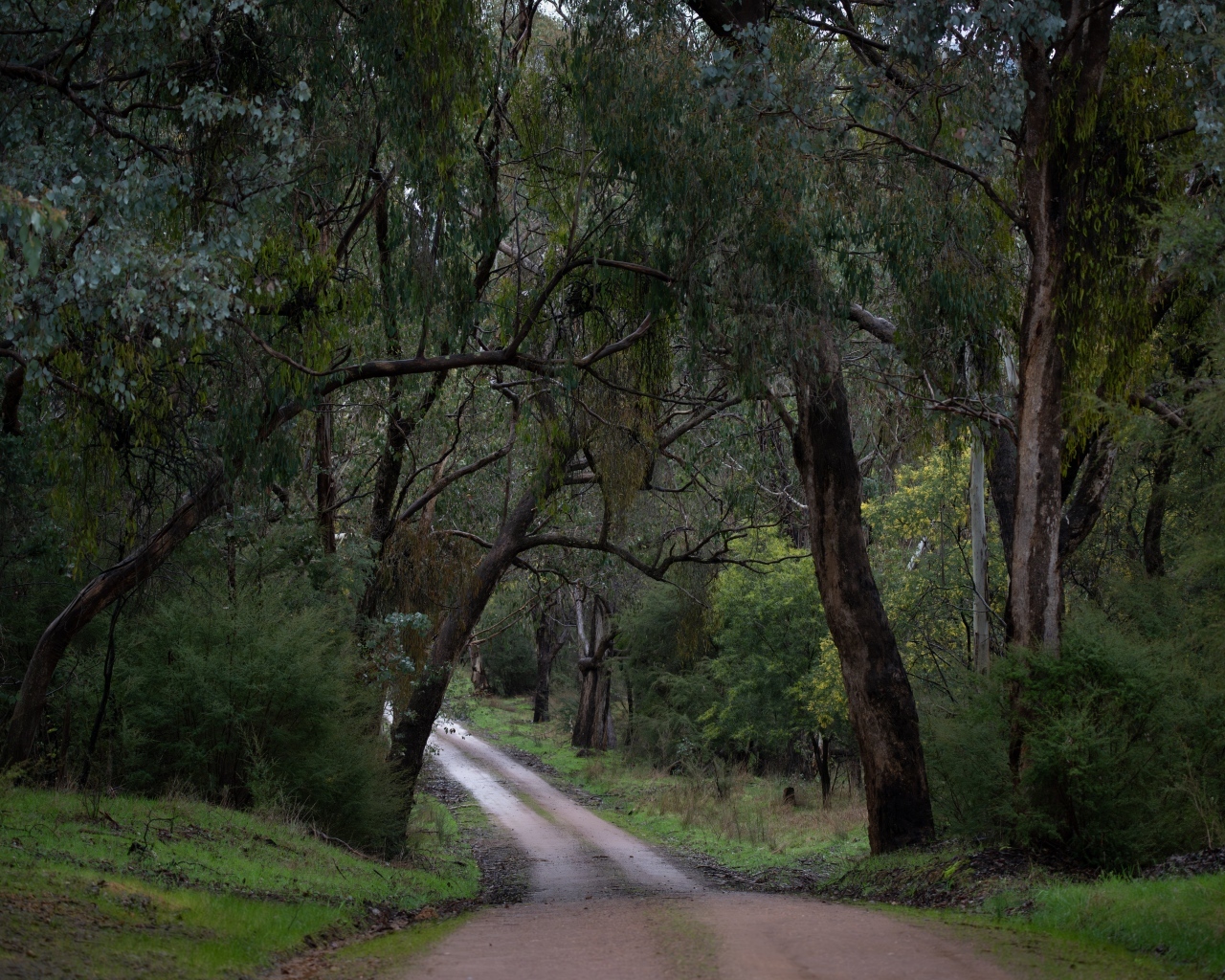 Дорога среди зеленых деревьев