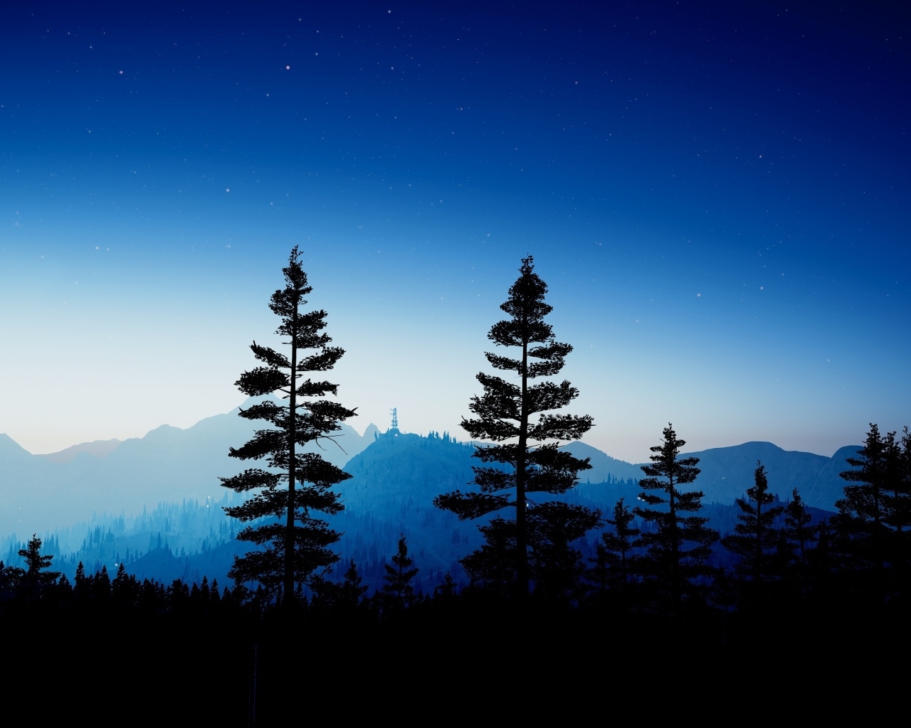 Высокие ели в лесу ночью