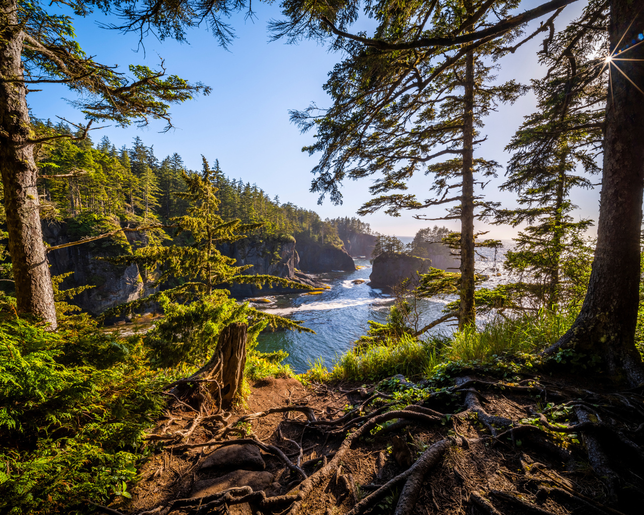 Высокие сосны на склоне у воды