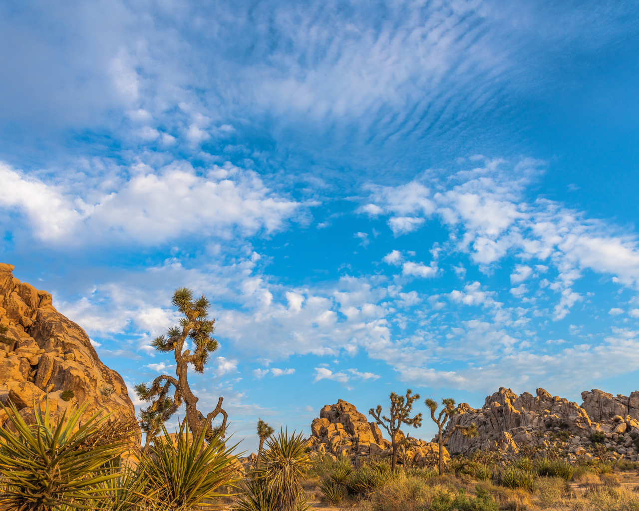 Кактусы и горы под голубым небом с белыми облаками