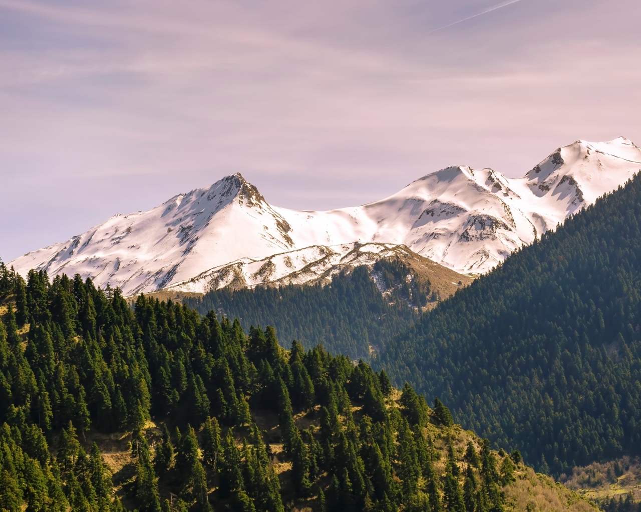 Зеленые ели у подножия заснеженных гор 