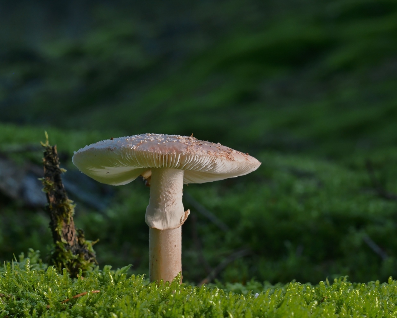 Большой гриб растет на покрытой зеленым мхом земле