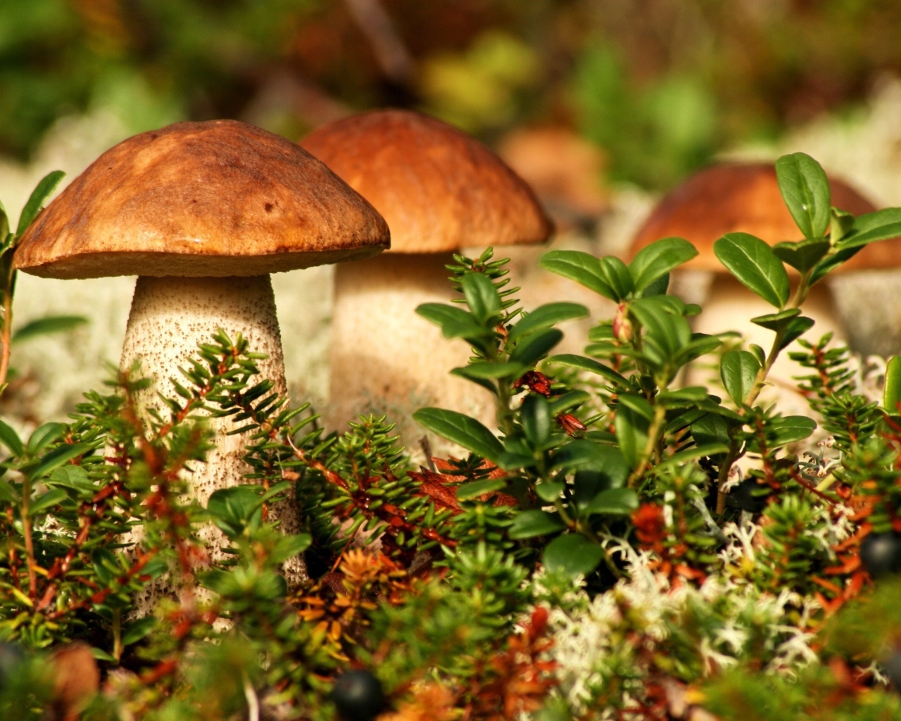 Много грибов растет в зеленой траве