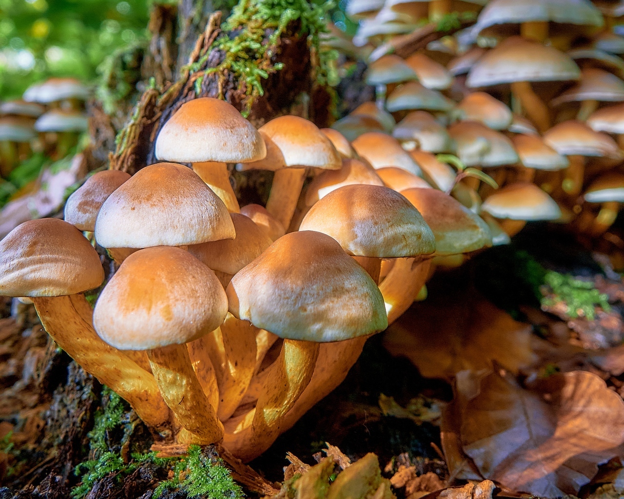 Много грибов опят в лесу на дереве