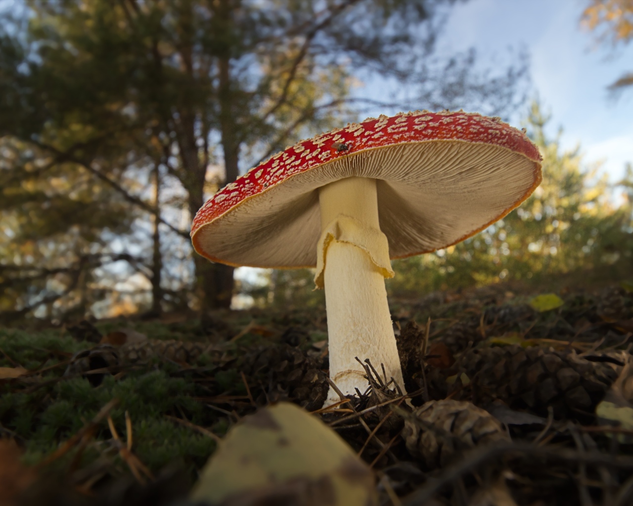 Большой гриб мухомор растет в лесу