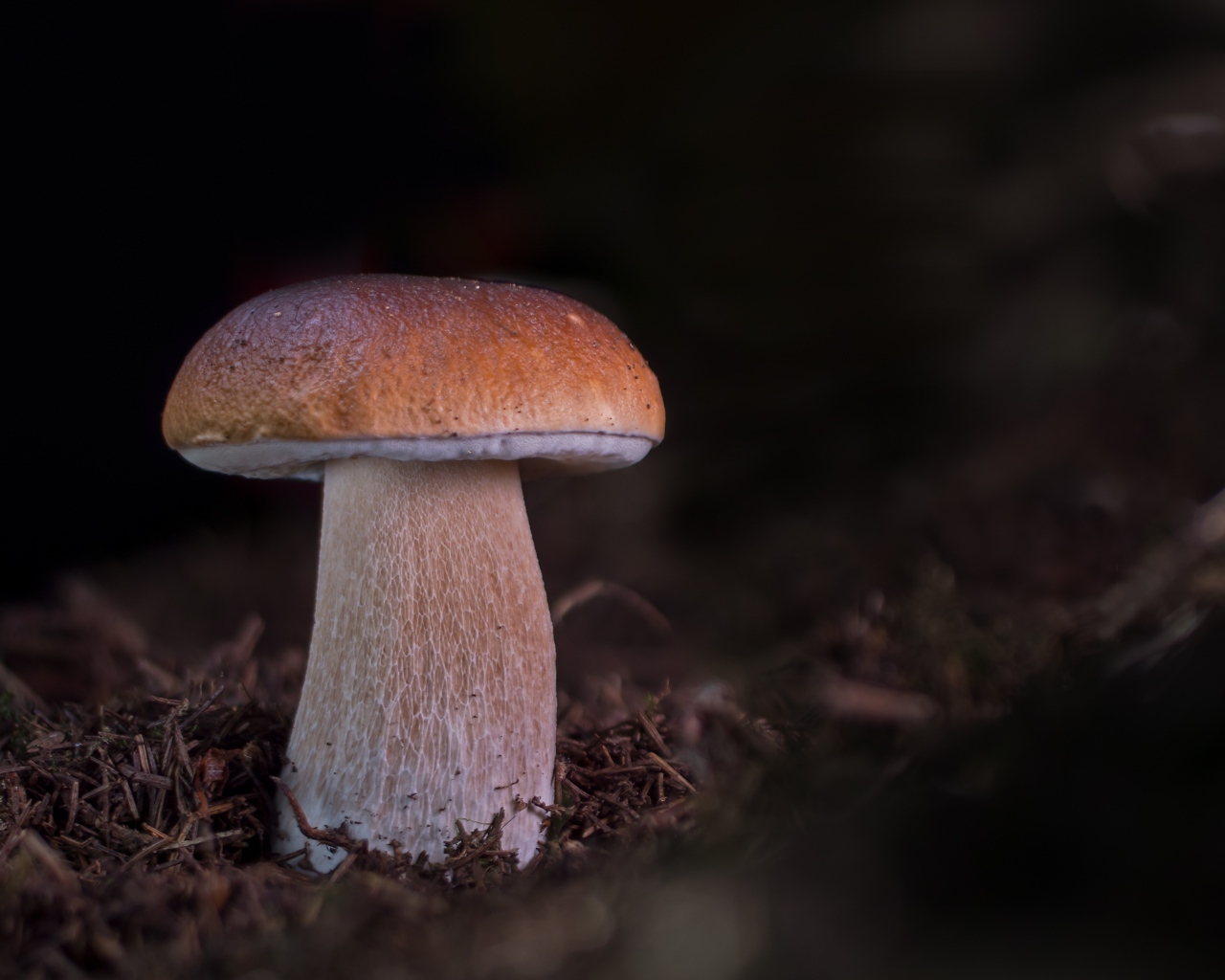 Большой белый гриб растет в лесу