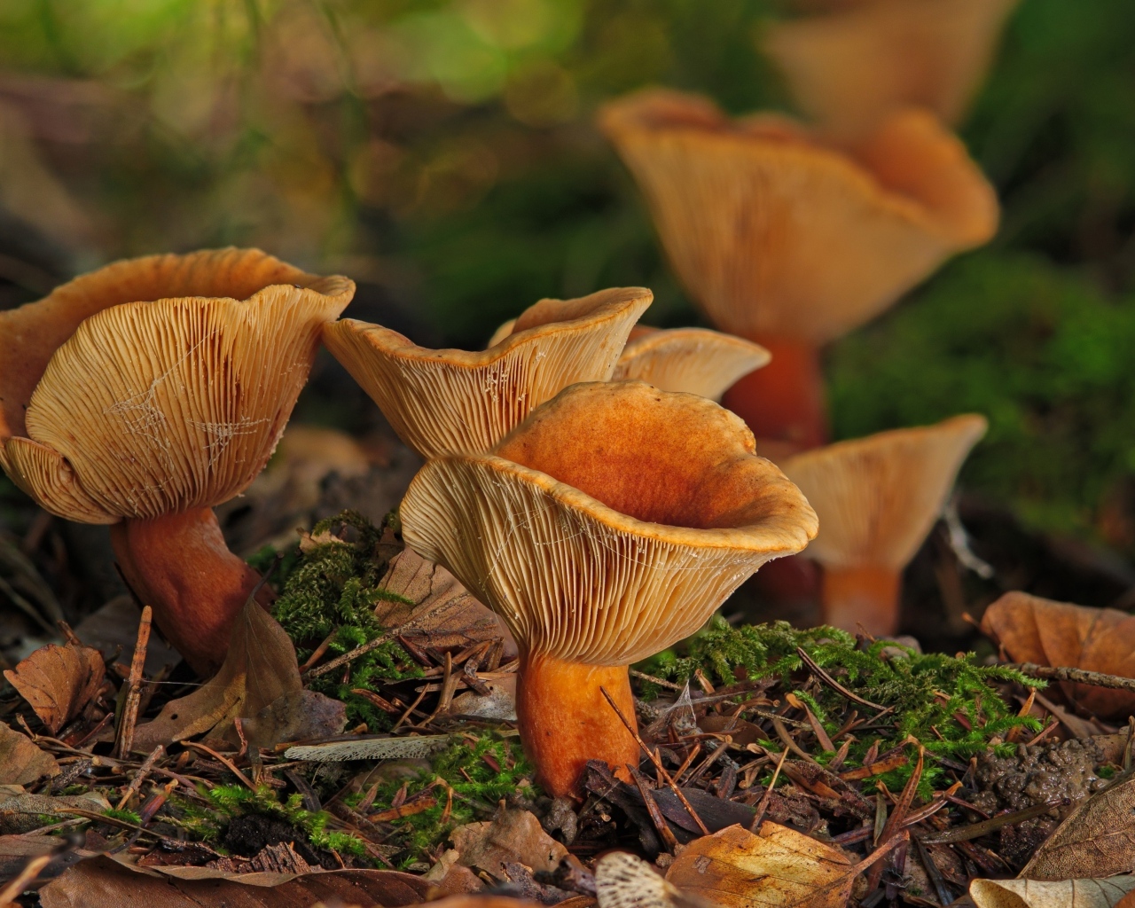 Грибы лисички на земле в лесу