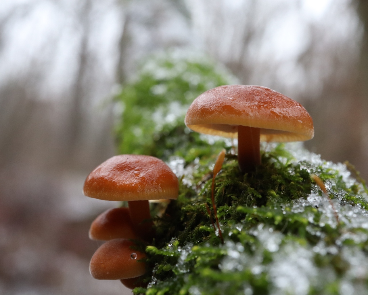 Лесные грибы на покрытом мхом дереве