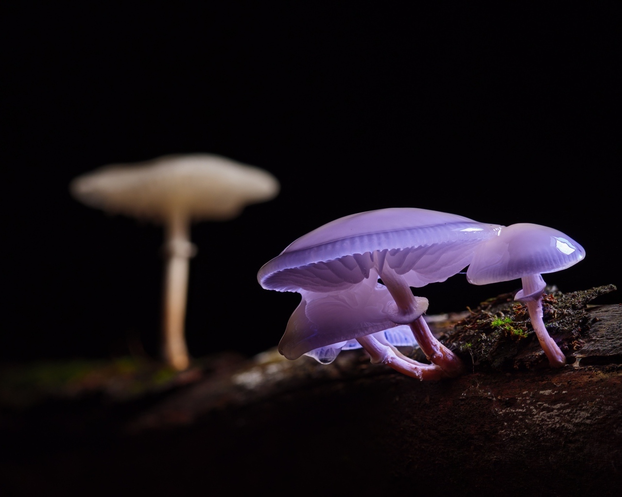 Лесные грибы поганки крупным планом