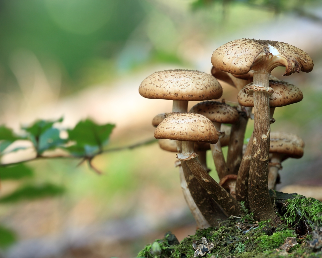 Свежие грибы растут в лесу