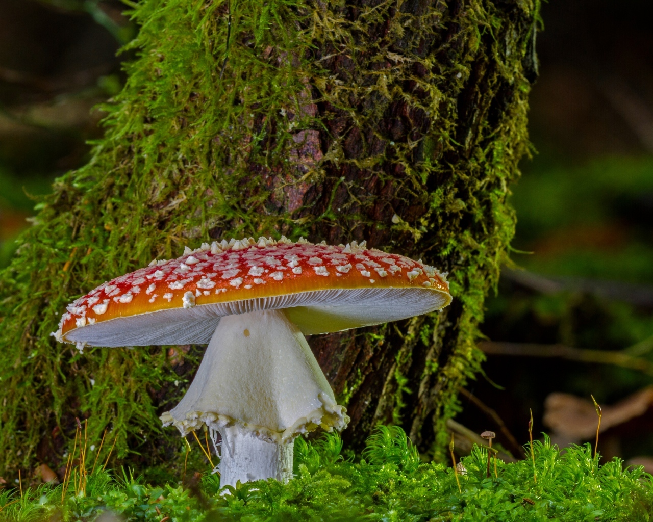 Большой мухомор у покрытого мхом дерева