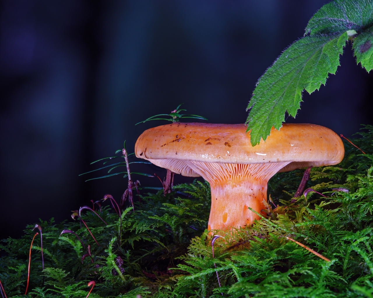 Большой молочный гриб в зарослях мха