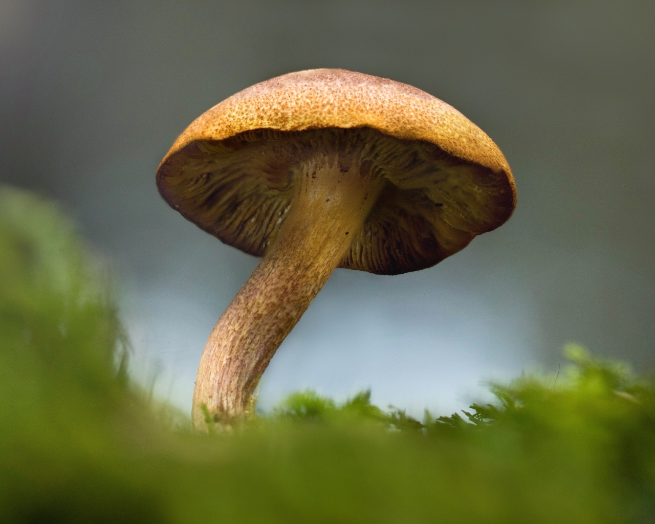 Большой гриб на покрытой зеленым мхом земле
