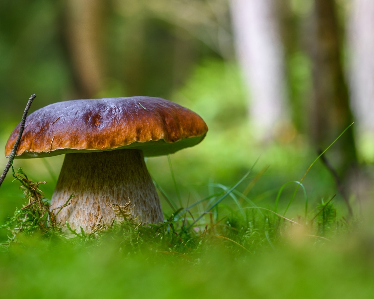 Большой белый гриб в лесу крупным планом