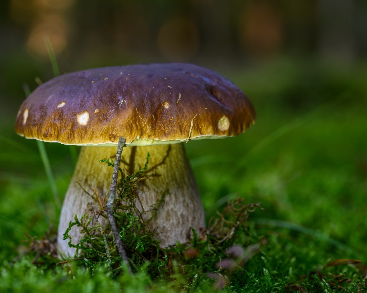 Большой белый гриб на зеленом мху в лесу