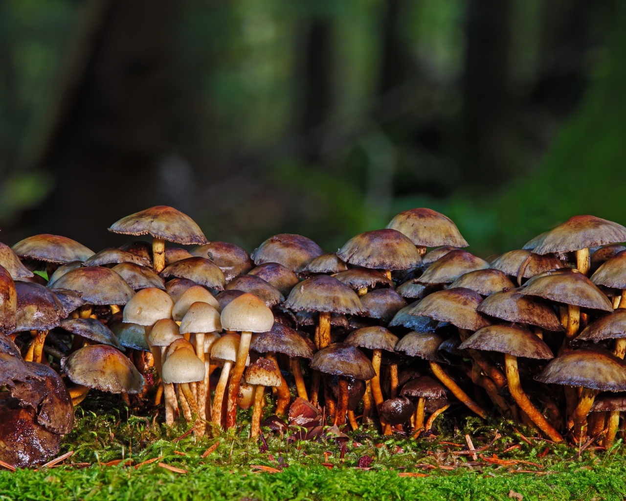 Много поганок в осеннем лесу