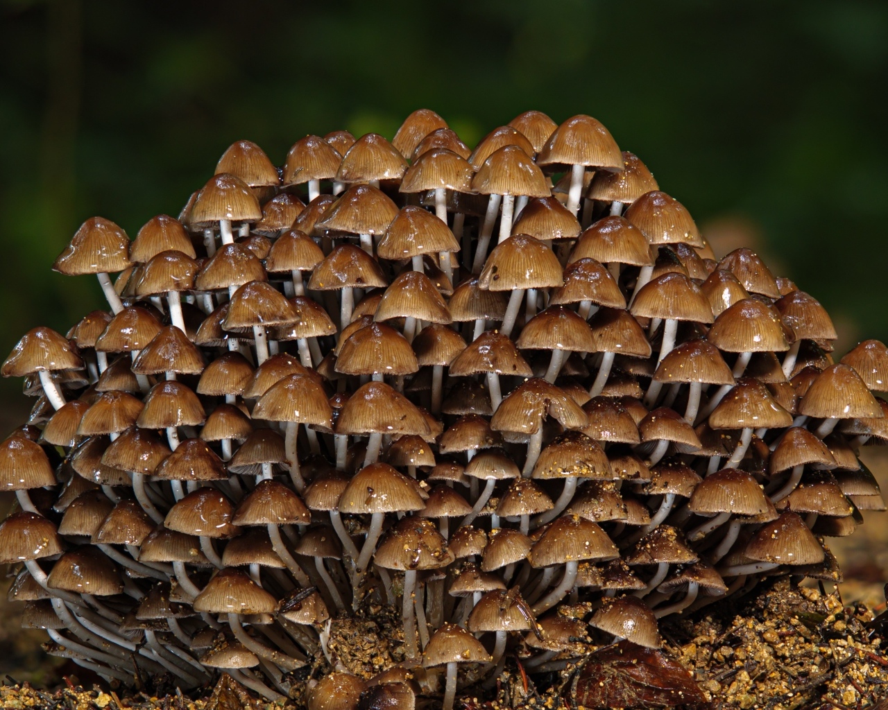 Много маленьких грибов крупным планом