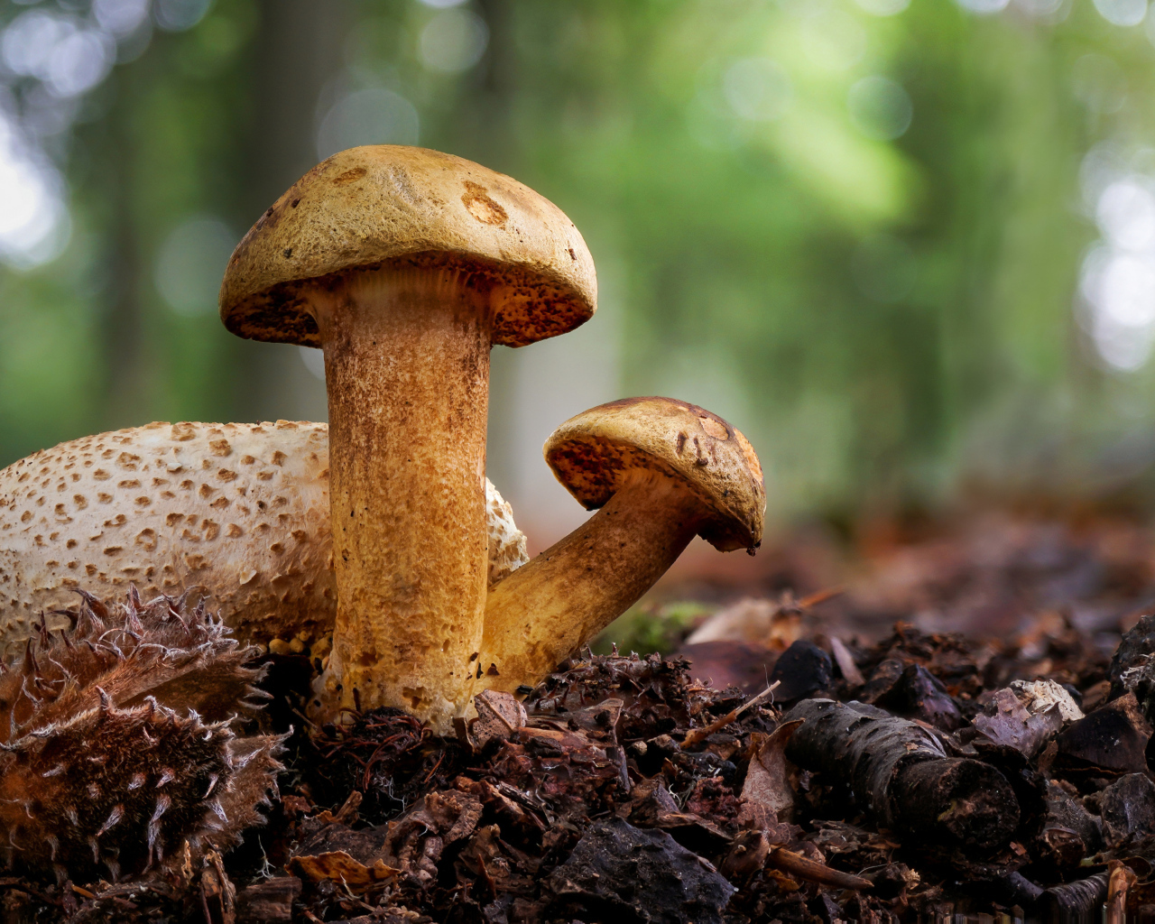 Гриб Моховик паразитный крупным планом