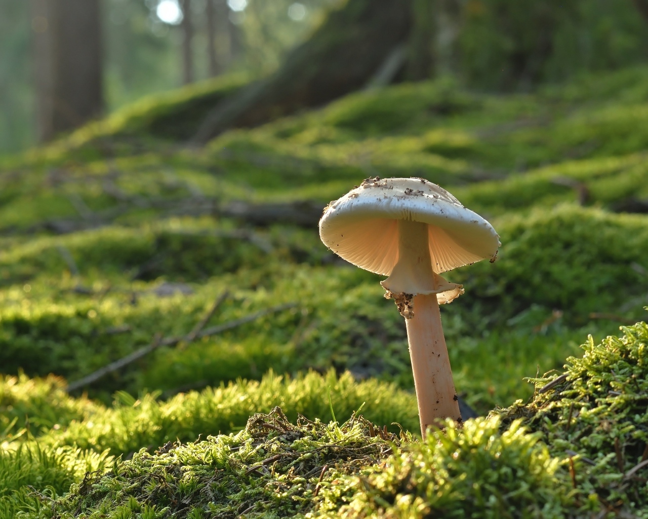 Гриб растет на покрытой мхом земле в лесу