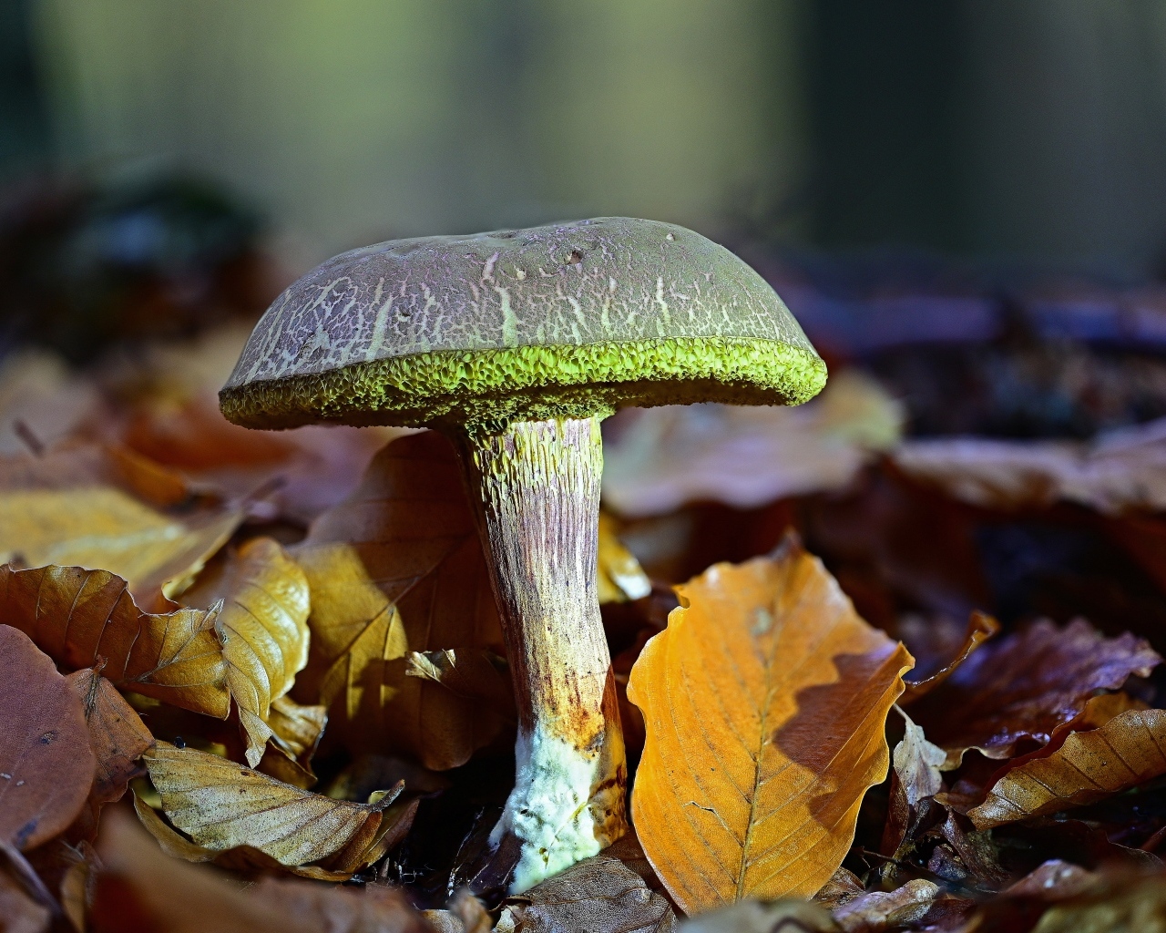 Гриб растет в опавших листьях в лесу