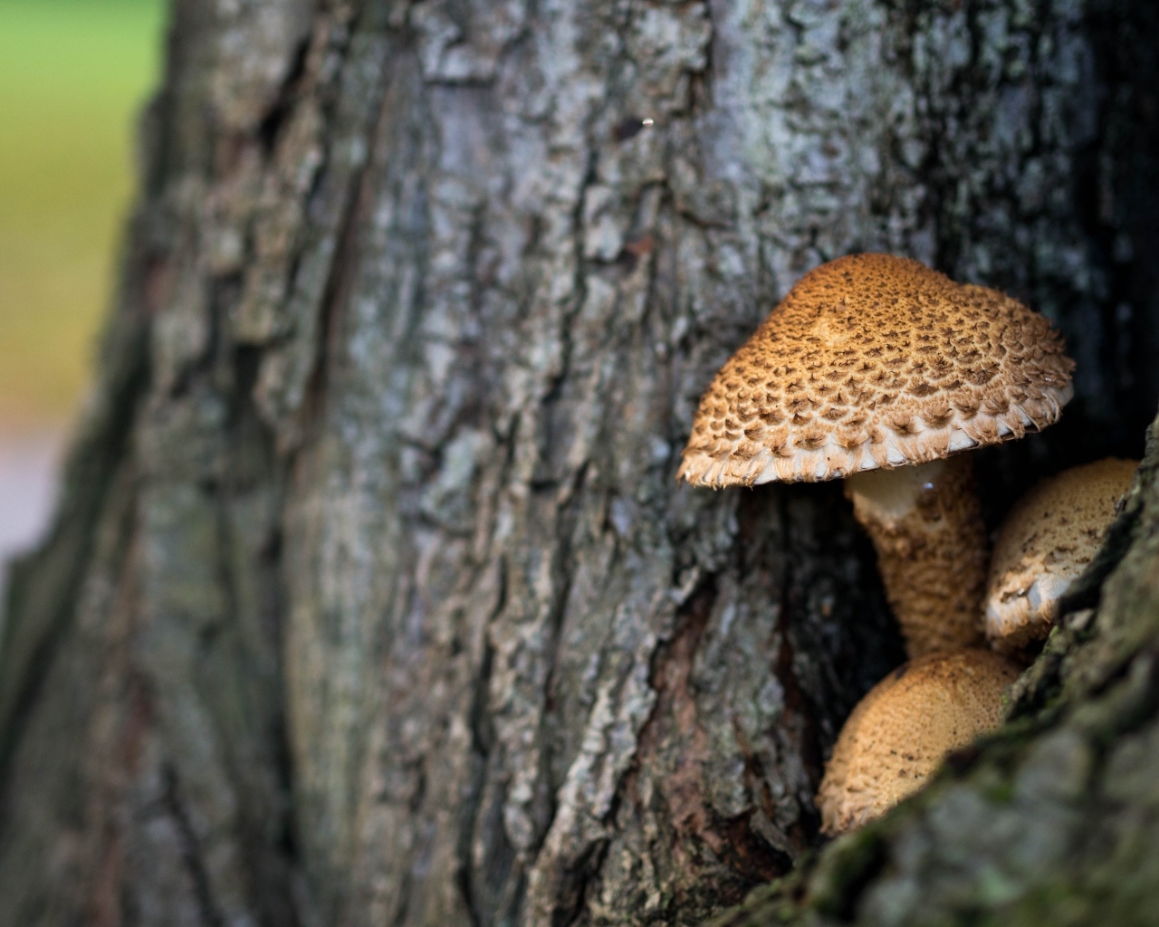Грибы растут внутри дерева