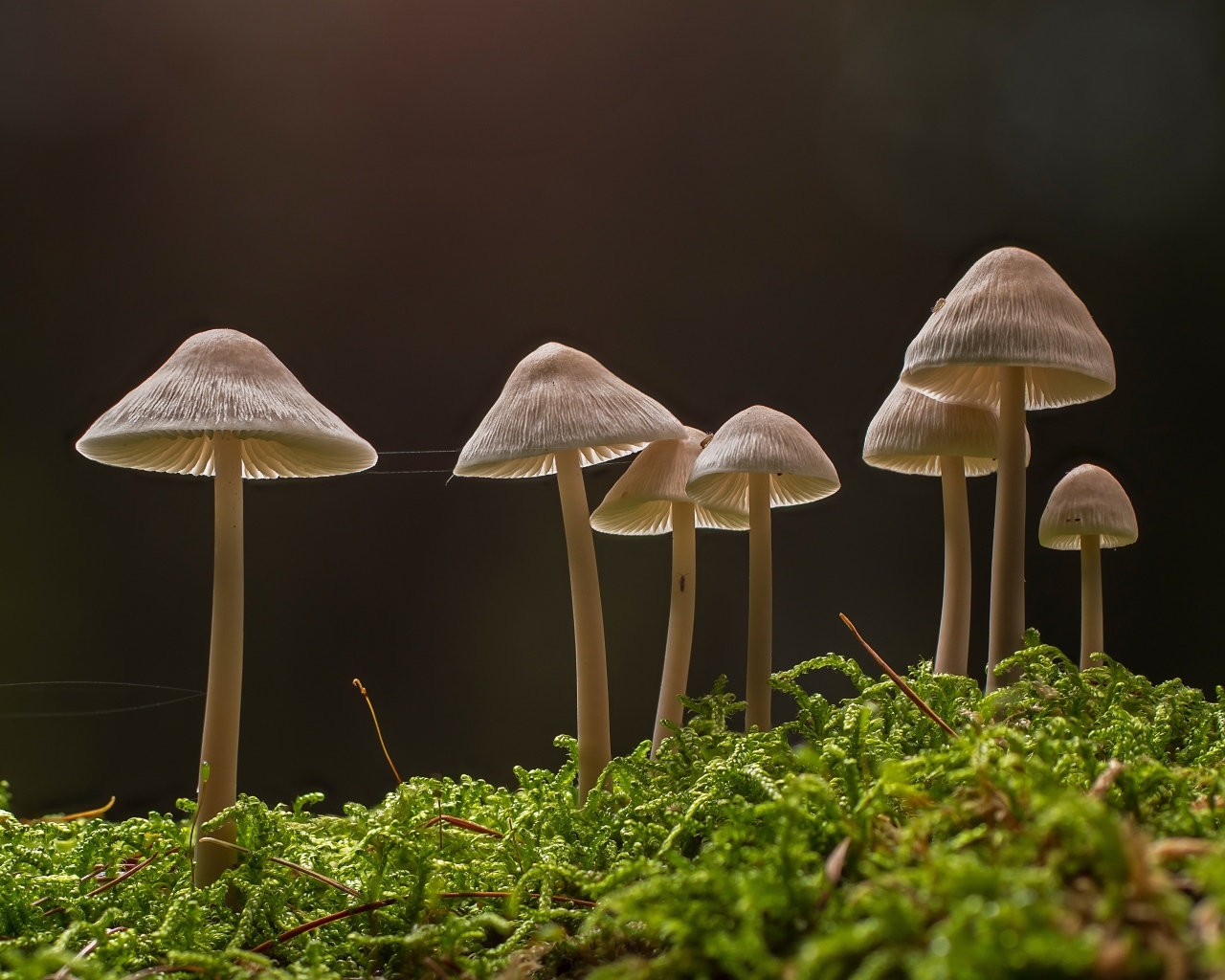 Грибы растут на покрытой мхом земле