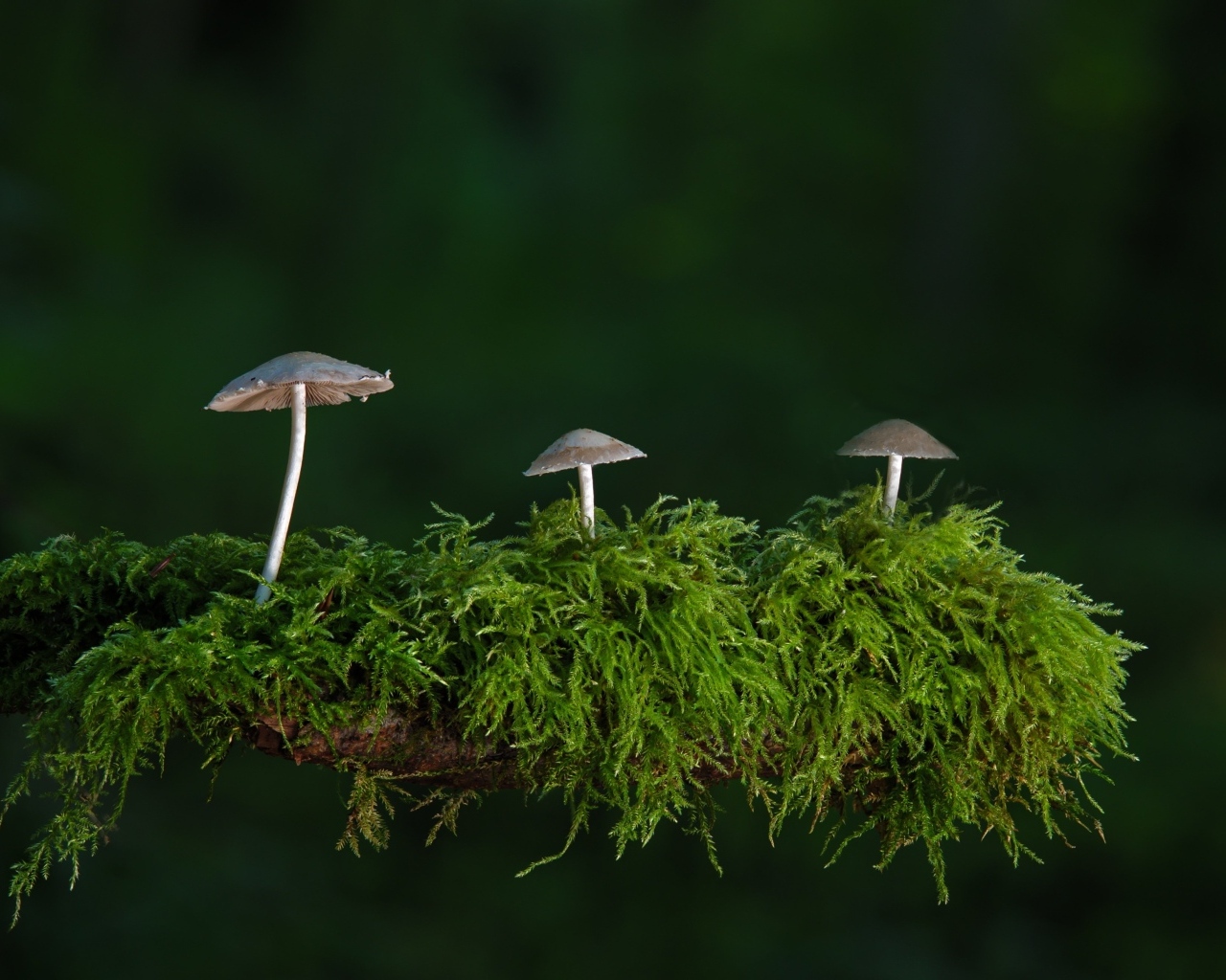 Грибы растут на покрытой мхом ветке