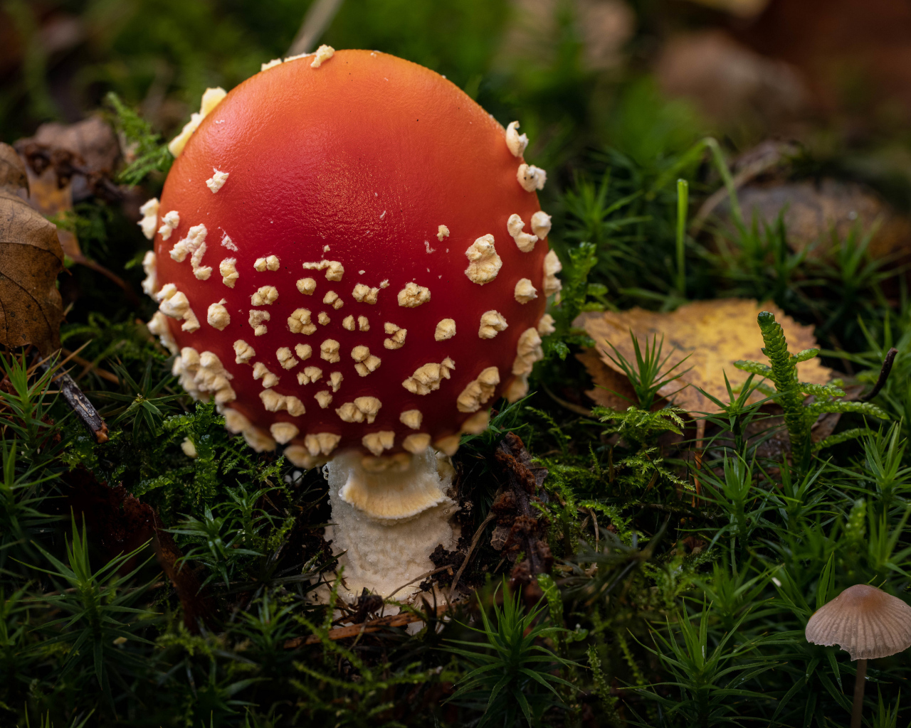 Красный гриб мухомор с белыми точками