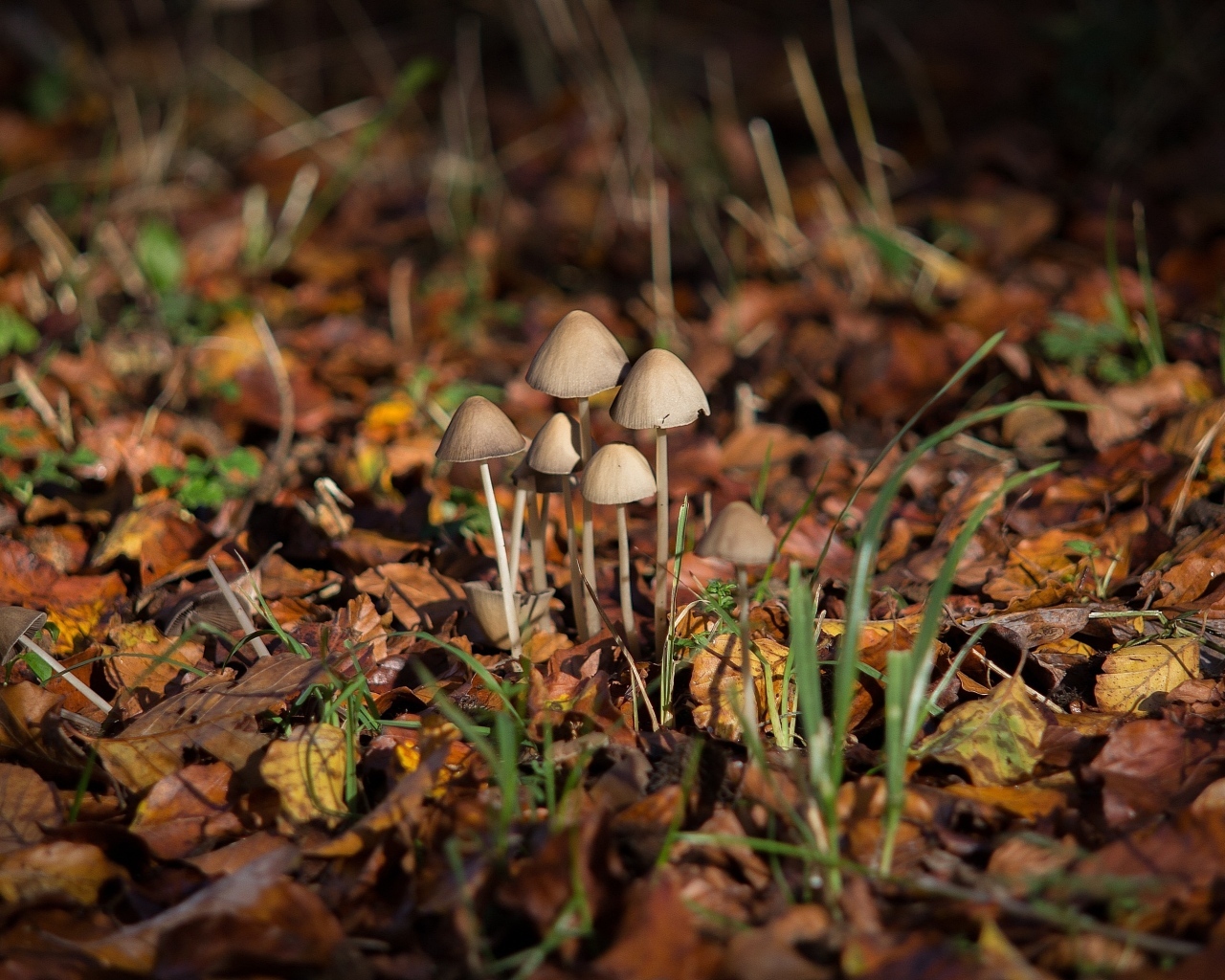 Маленькие грибы поганки на покрытой листвой земле