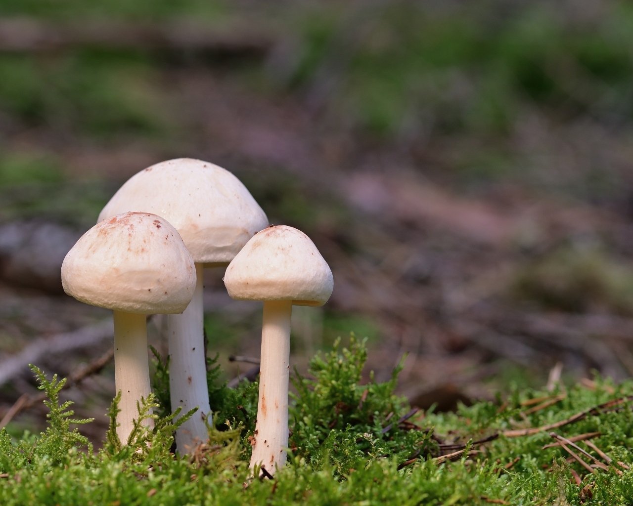 Три гриба белого цвета в зеленом мху