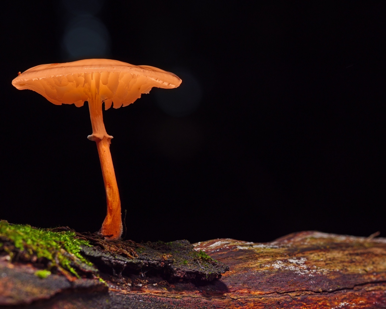 Гриб поганка растет на сухом дереве