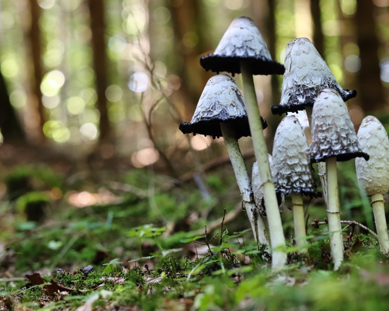 Грибы поганки растут в лесу