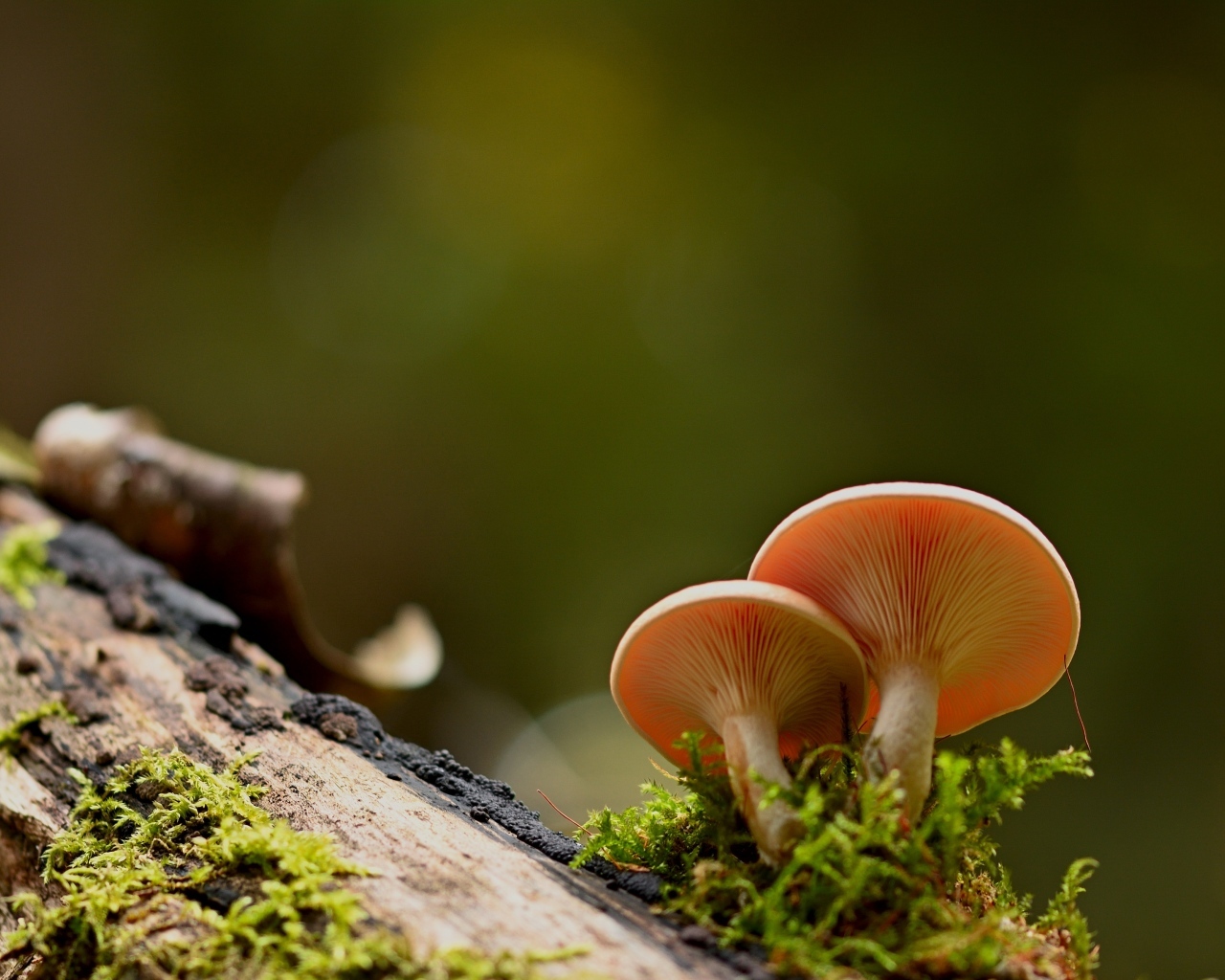 Два гриба лисичка растут на дереве