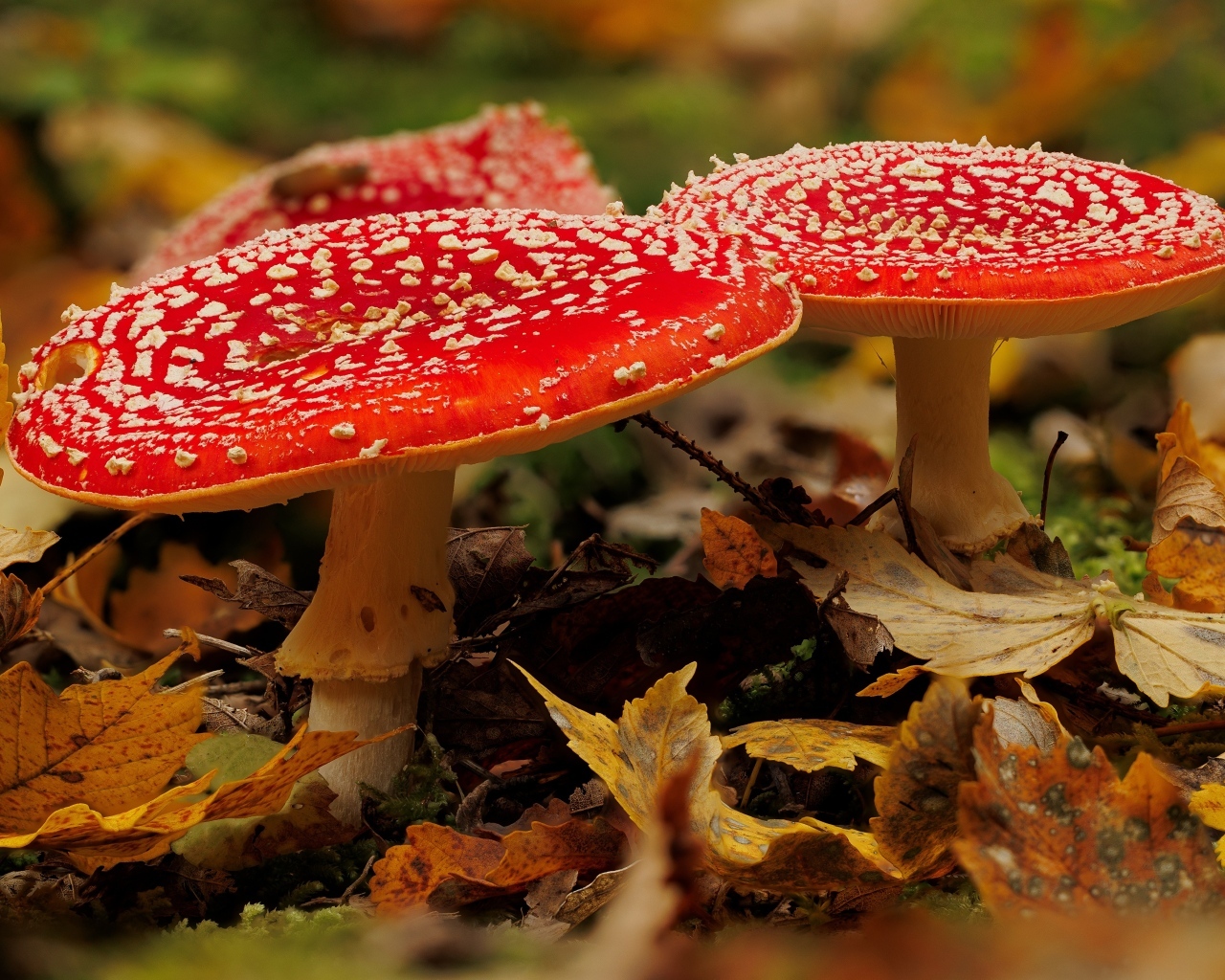 Два больших красных мухомора в желтых листьях