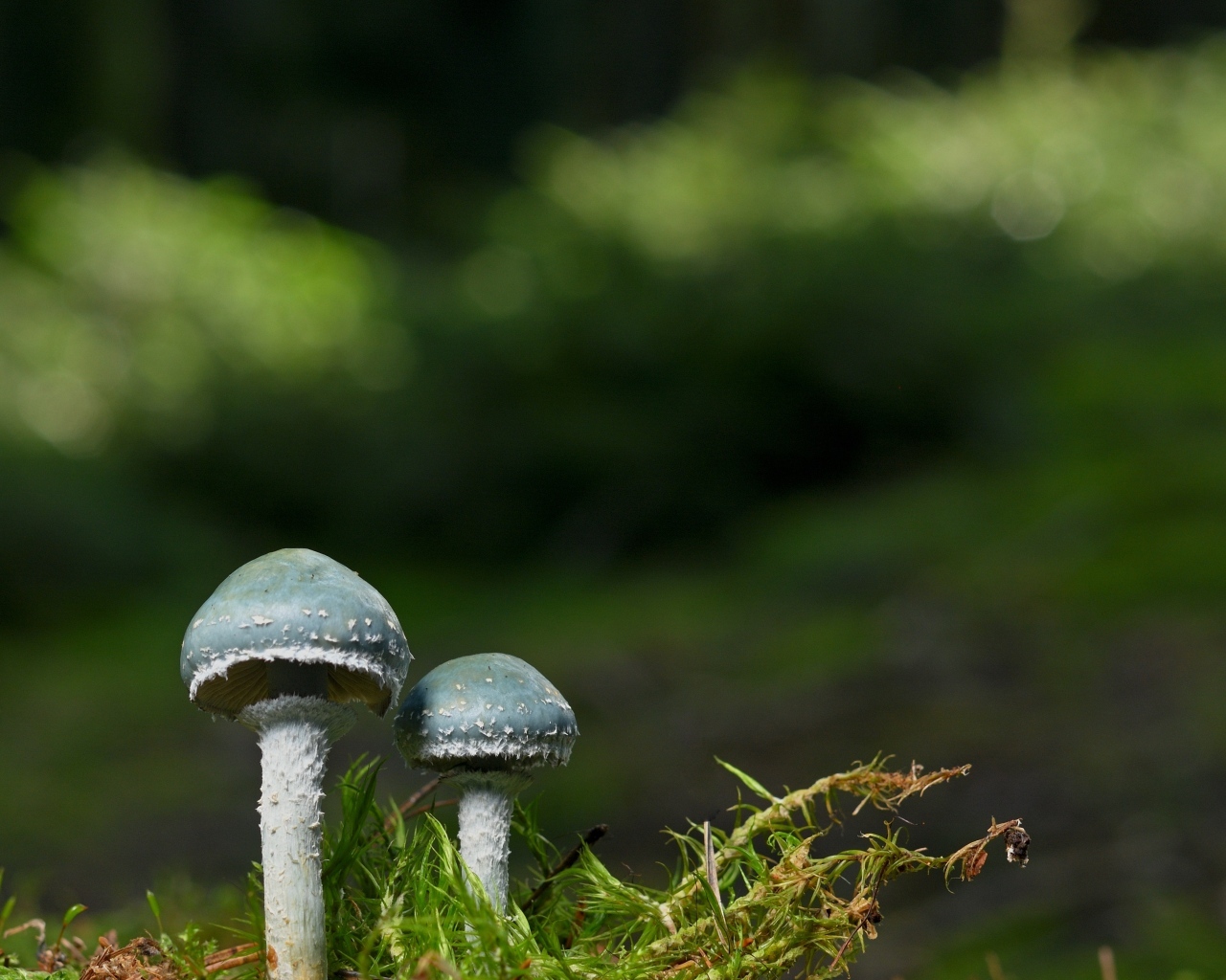 Два гриба и зеленый мох крупным планом