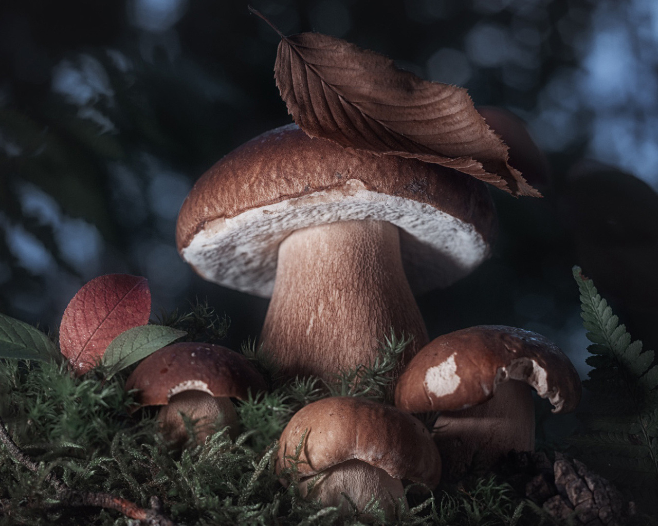 Белые грибы в лесу крупным планом