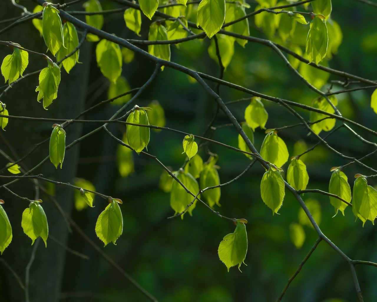 Зеленые листья на ветках березы весной