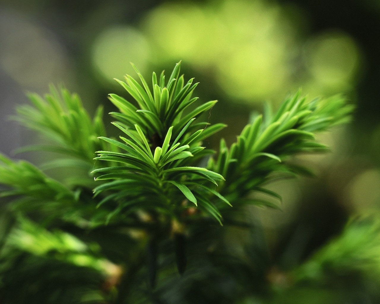 Нежная зеленая ветка молодой ели