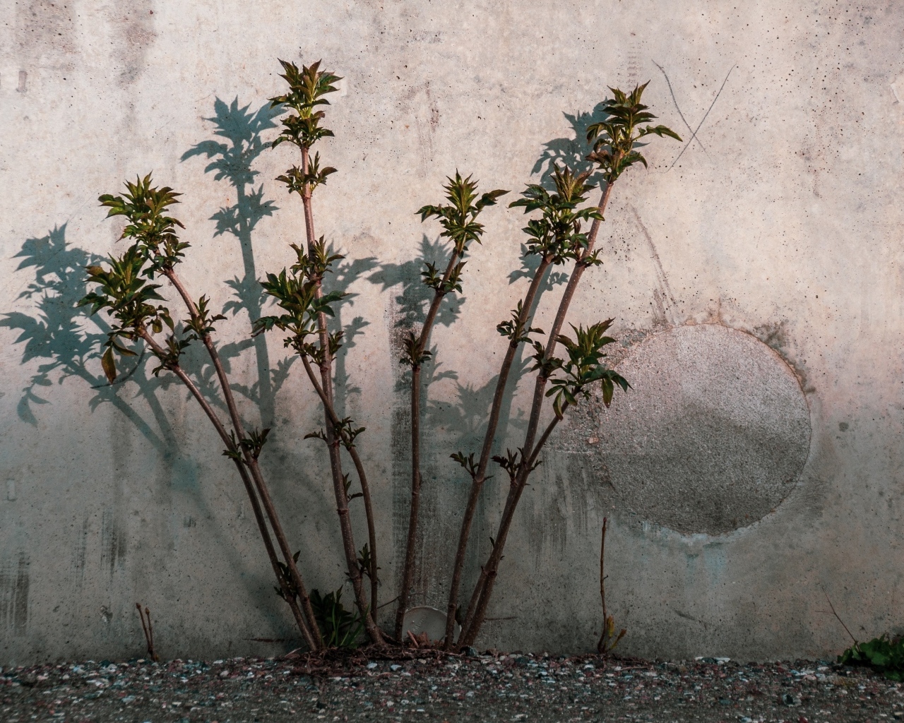Молодое дерево пробивается у бетонной стены