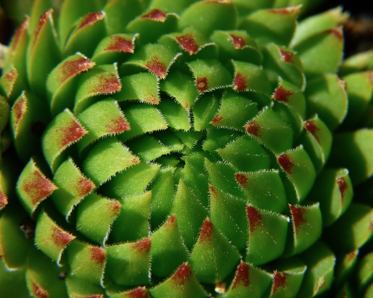 Красивый зеленый артишок крупным планом