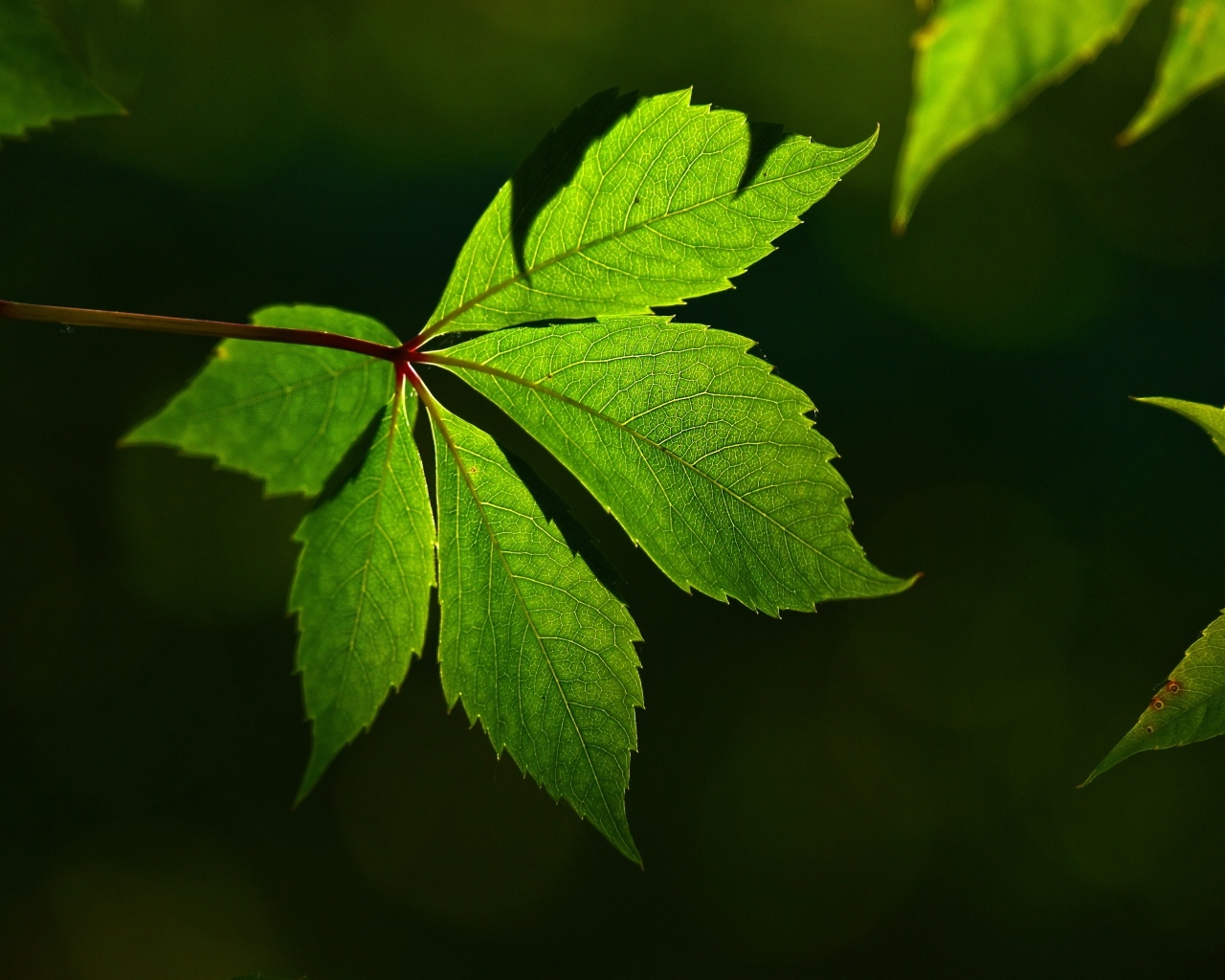 Красивый зеленый лист декоративного винограда