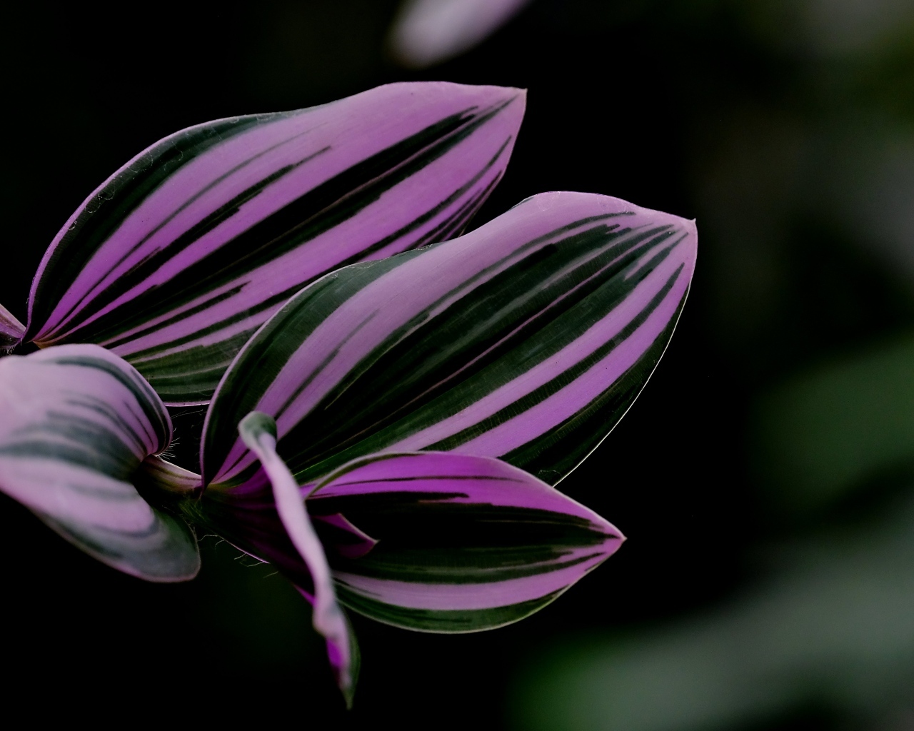 Красивые листья комнатного растения