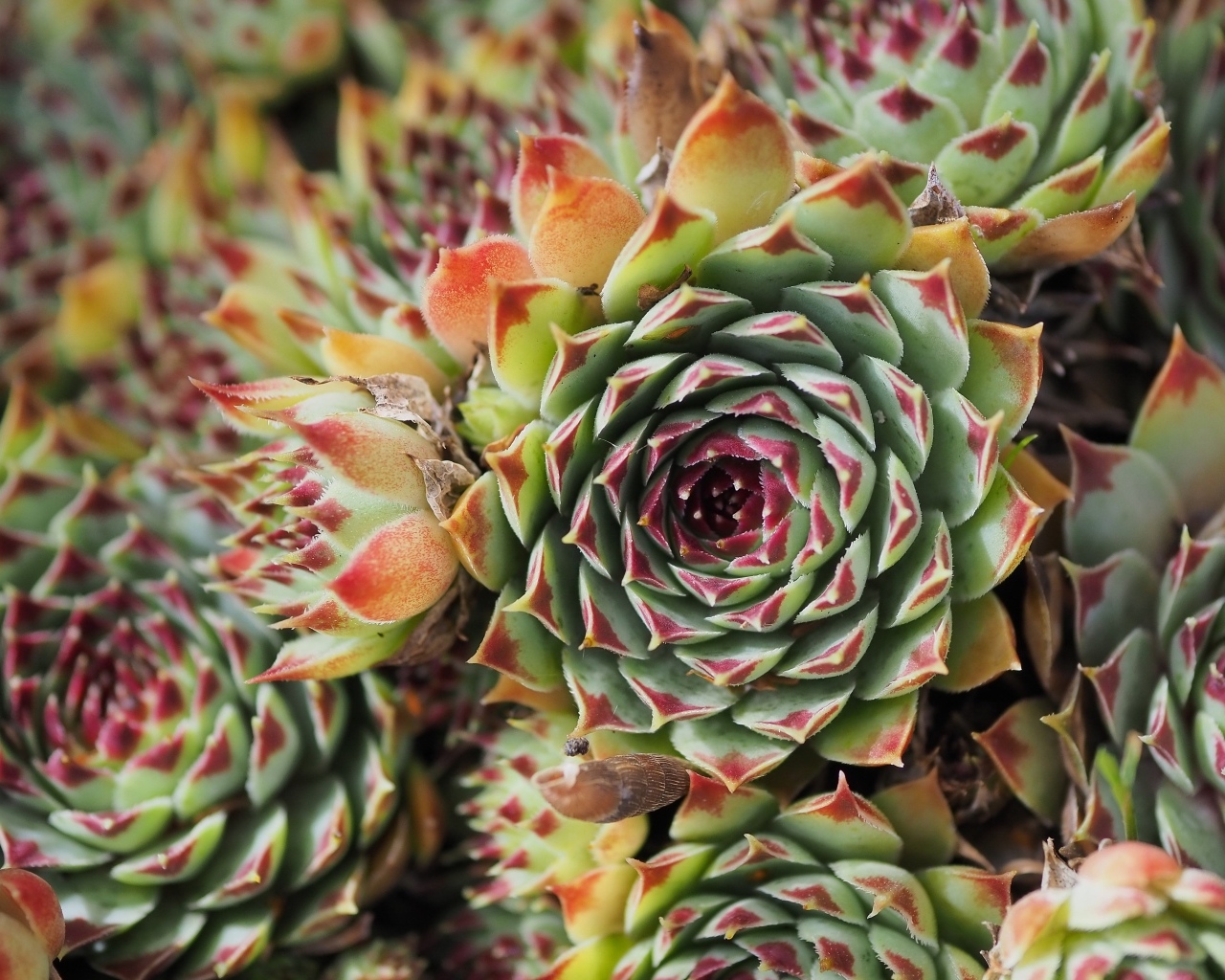 Красивое растение молодило