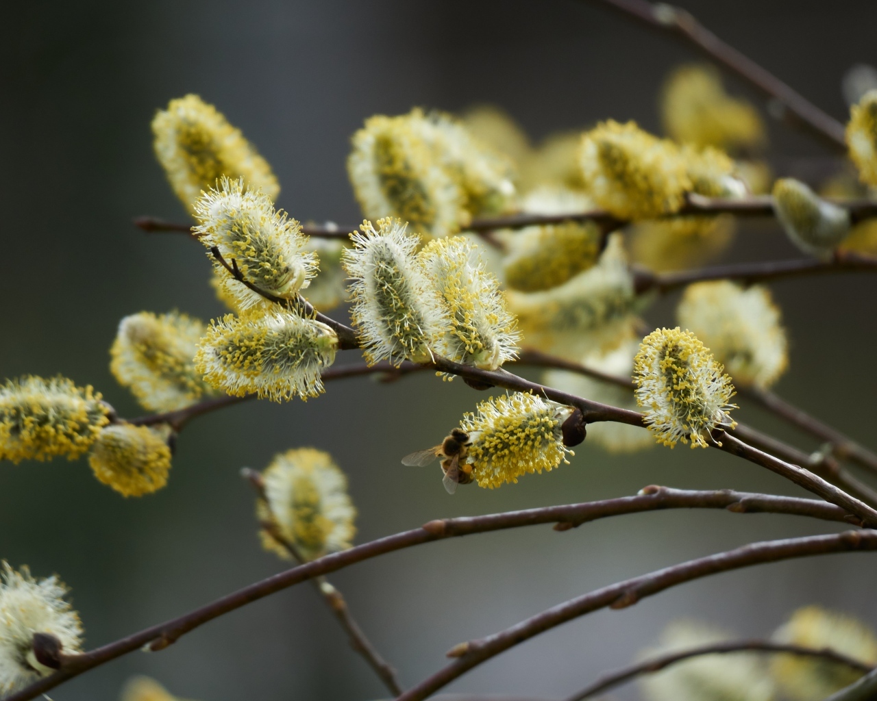 Красивые молодые ветки вербы весной
