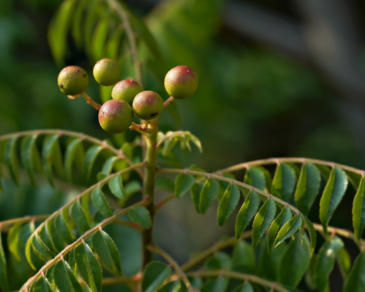 Ягода на ветке дерева с зелеными листьями