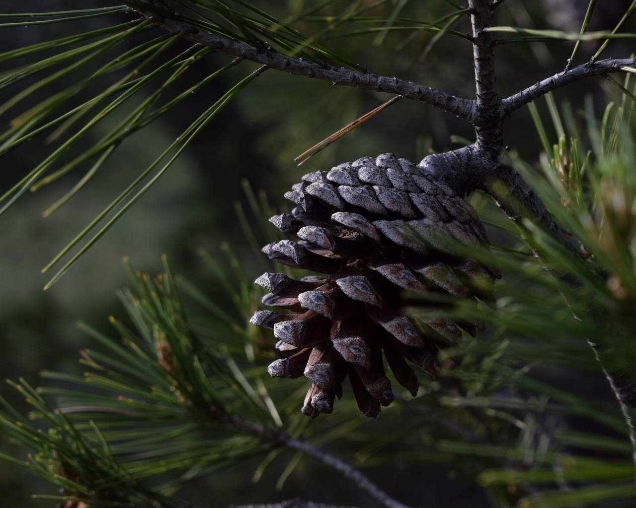 Большая черная шишка на ветке сосны