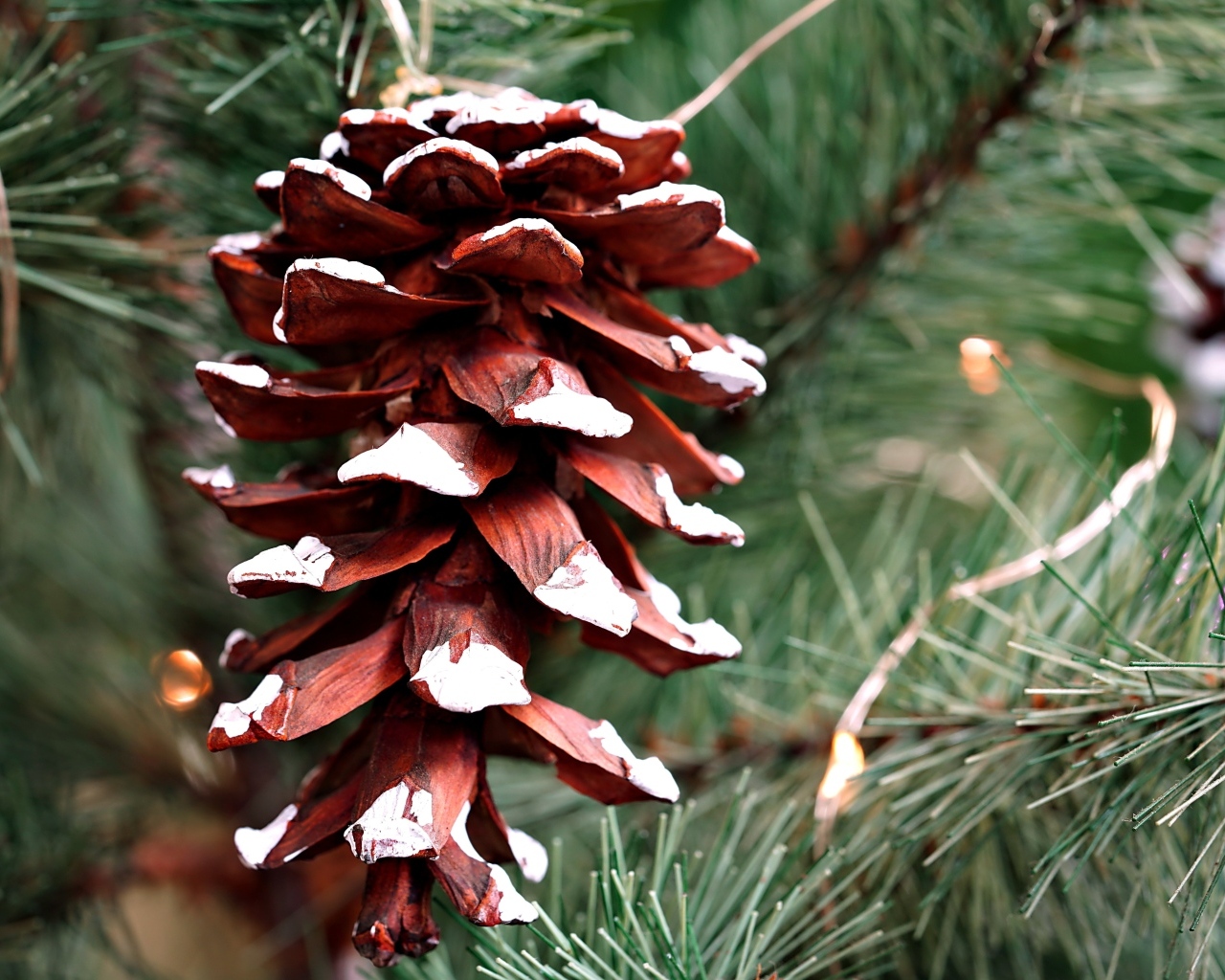 Большая коричневая шишка на еловой ветке