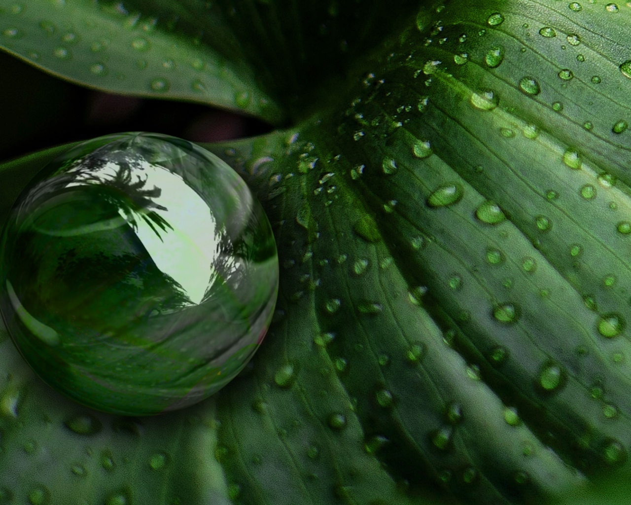 Большая капля на зеленом листке