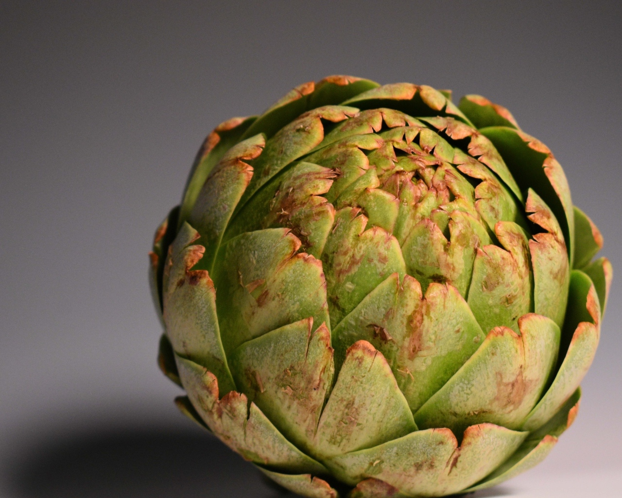 Большой зеленый артишок на сером фоне