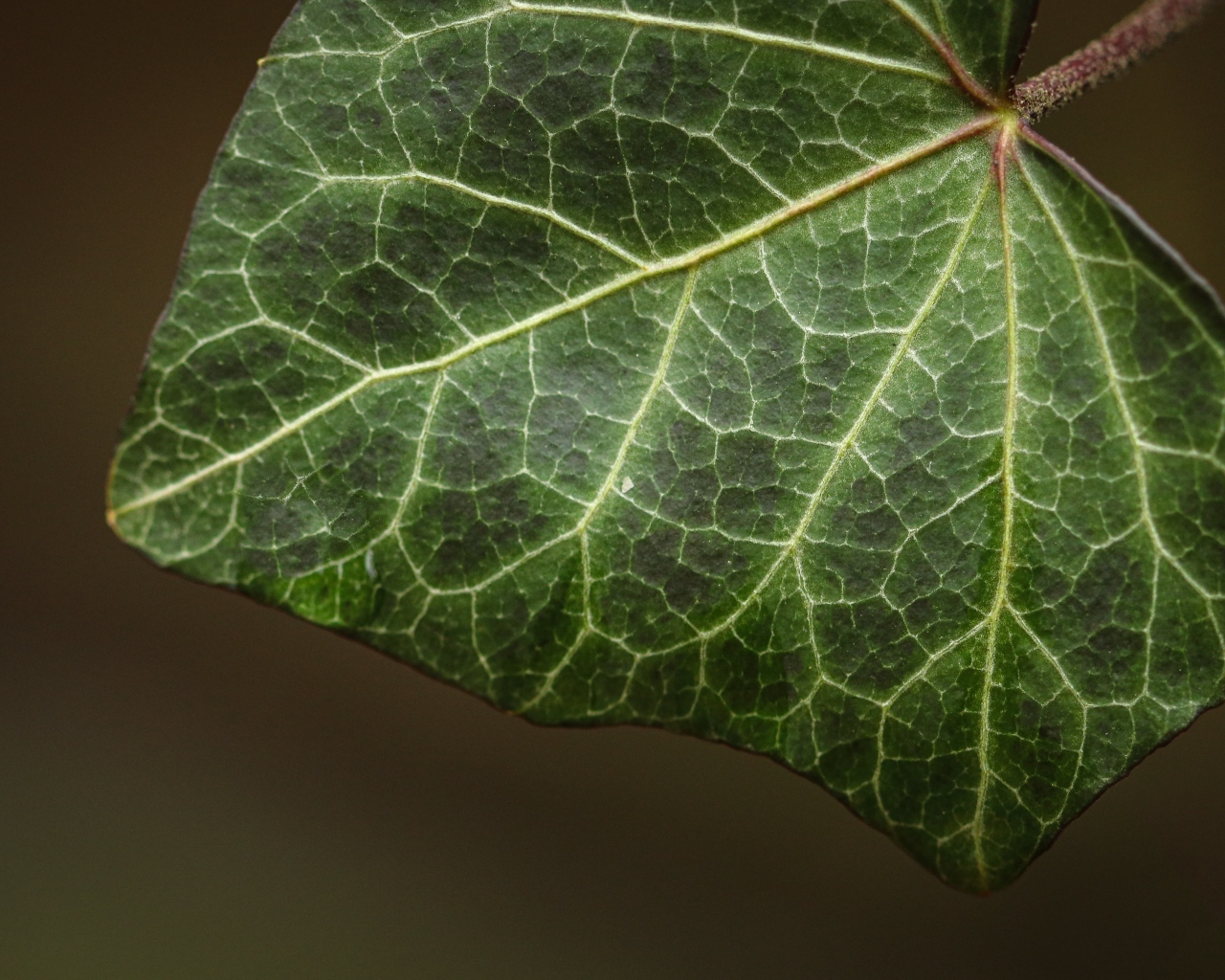 Большой зеленый лист плюща крупным планом